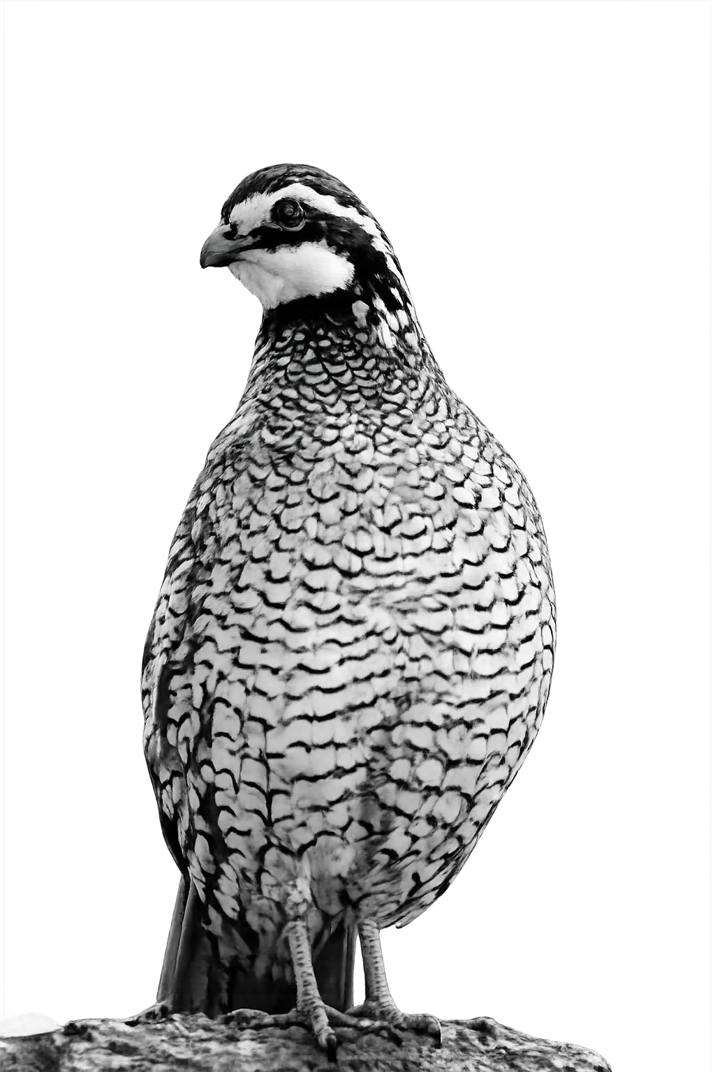 Quail Logo