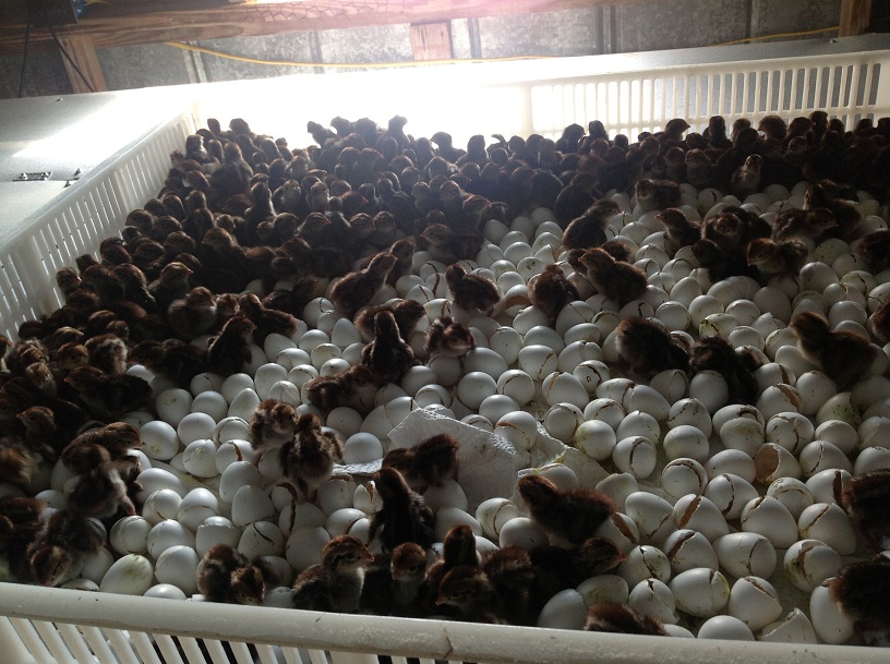 Chicks